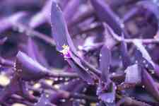 Weslaco: heart, Purple, plant