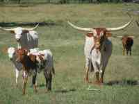 Weslaco: cow, longhorn, steer
